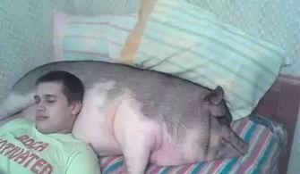 人学猪的搞笑视频,人学猪搞笑视频大盘点