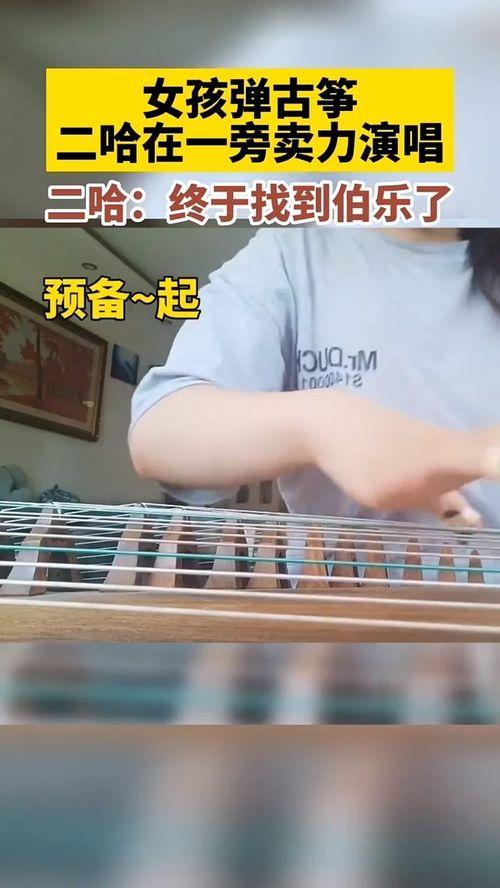 弹古筝 搞笑,笑出腹肌的欢乐之旅